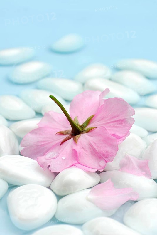 Japanese ornamentcherry (Prunus), flower and stones in water