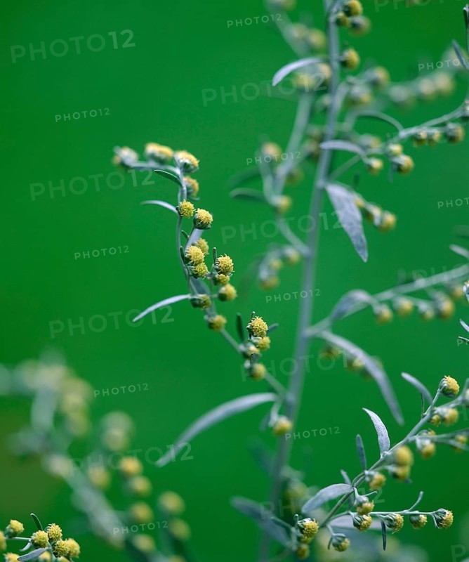 Wormwood (Artemisia absinthum)