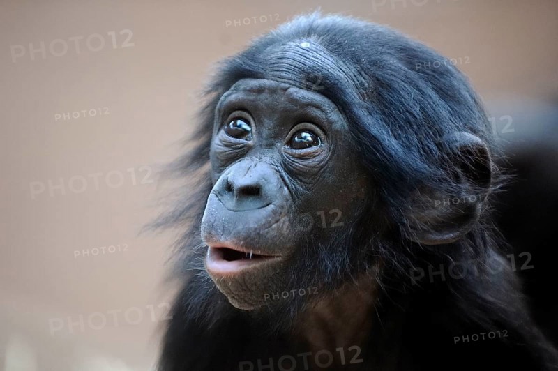 Bonobo (Pan paniscus), juvenile, pygmy chimpanzee