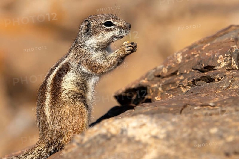 Barbary ground squirrel (Atlantoxerus getulus), chipmunk, Atlantic squirrel, ground squirrel, wildlife, Canary Islands, Fuerteventura, Spain, Europe