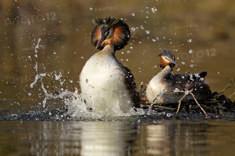 Great Crested Grebes (Podiceps cristatus), pair, courtship display, Lower Saxony, Germany, Europe