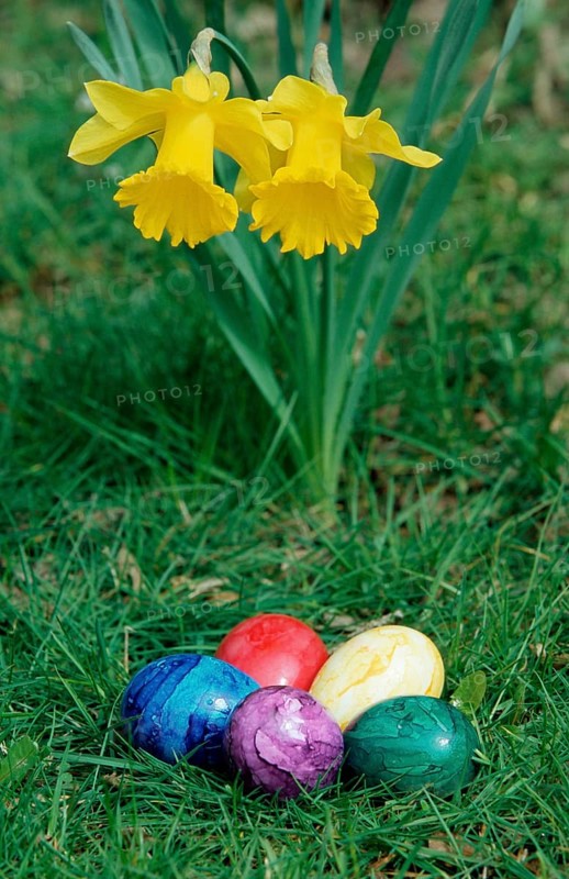 Daffodil (Narcissus) and Easter Eggs