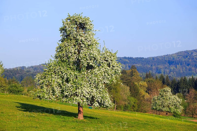 Pear tree in bloom ( Pyrus communis) , pear, pear tree, Switzerland, Europe