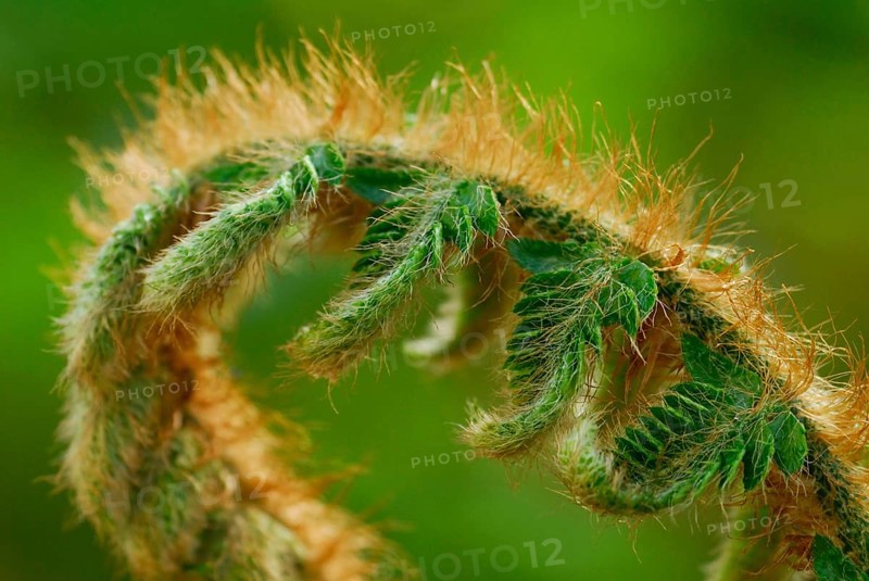 Japanese shield fern (Polystichum polyblepharum)
