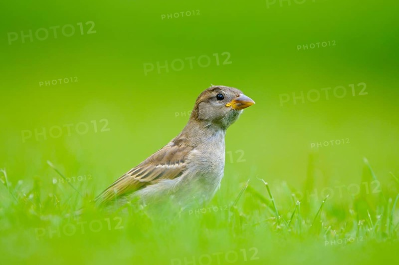 House sparrow, young bird, Island of Texel, North Holland, Netherlands