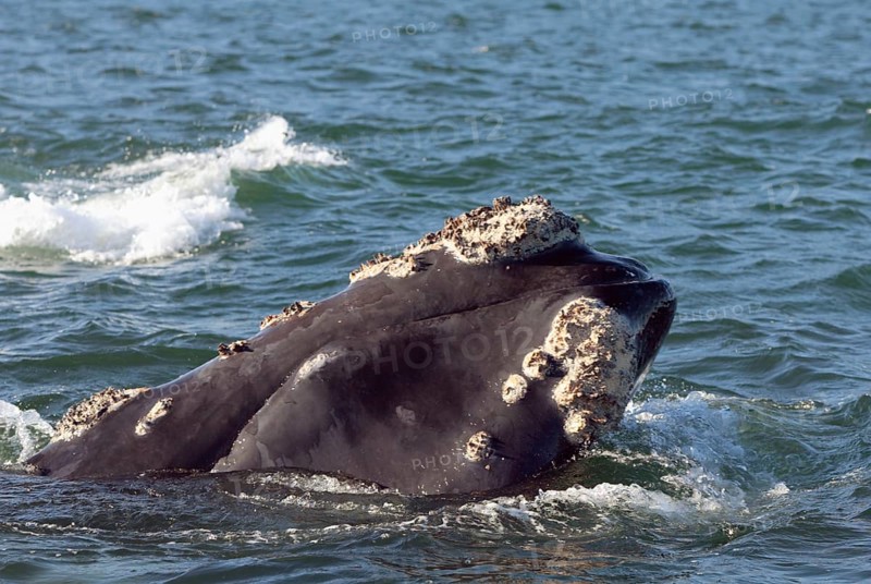 Southern Right Whale (Eubalaena australis), South Africa (Balaena glacialis australis)