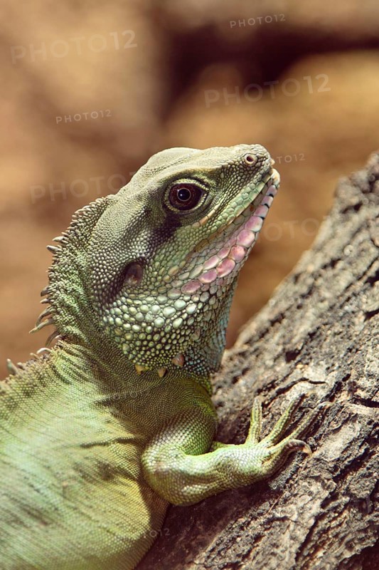 Green Water Dragon (Physignathus concincinus)