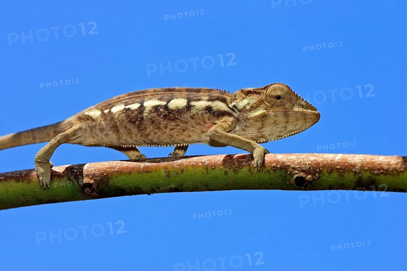 Young panther chameleon (Furcifer pardalis), female (Chamaeleo pardalis), page, Madagascar, Africa