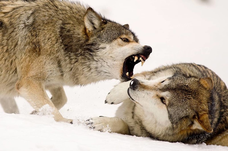 Wolves in winter, dominance display (Canis lupus)