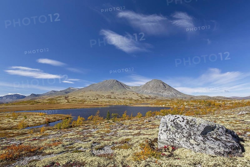 Silver birches and reindeer lichen on the tundra in autumn and the Stygghøin mountain range at Døråldalen, Rondane NP, Innlandet, Oppland, Norway, Europe