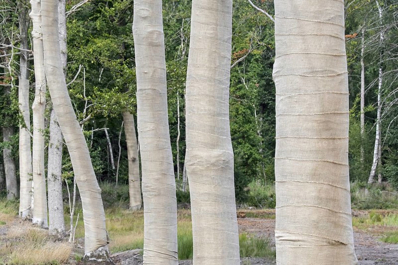 Row of exposed beech trees (Fagus sylvatica) tree trunks wrapped in burlap, jute as protection for bark against sunburn and frost