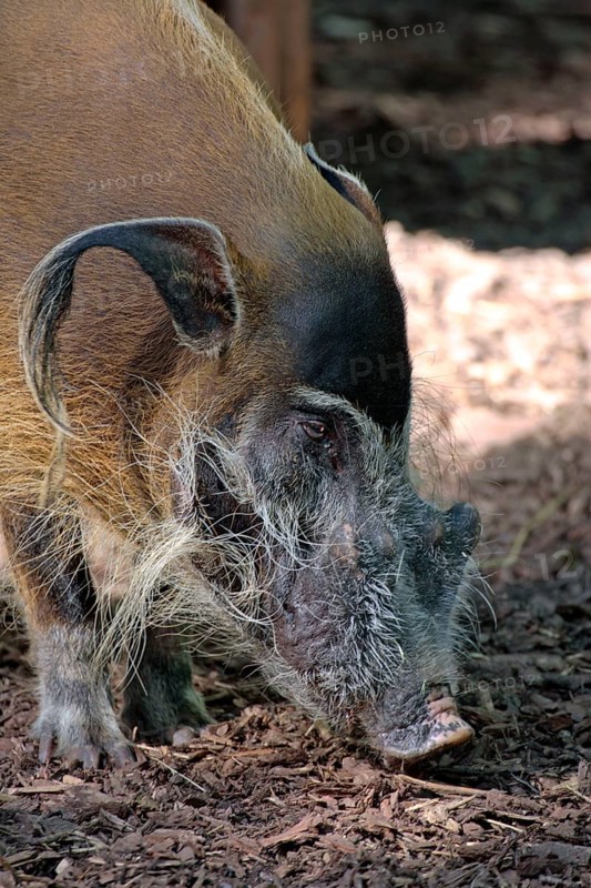 Red River Hog (Potamochoerus porcus pictus), male, red river hog, boar, bush pig, Cameroon brush-eared pig