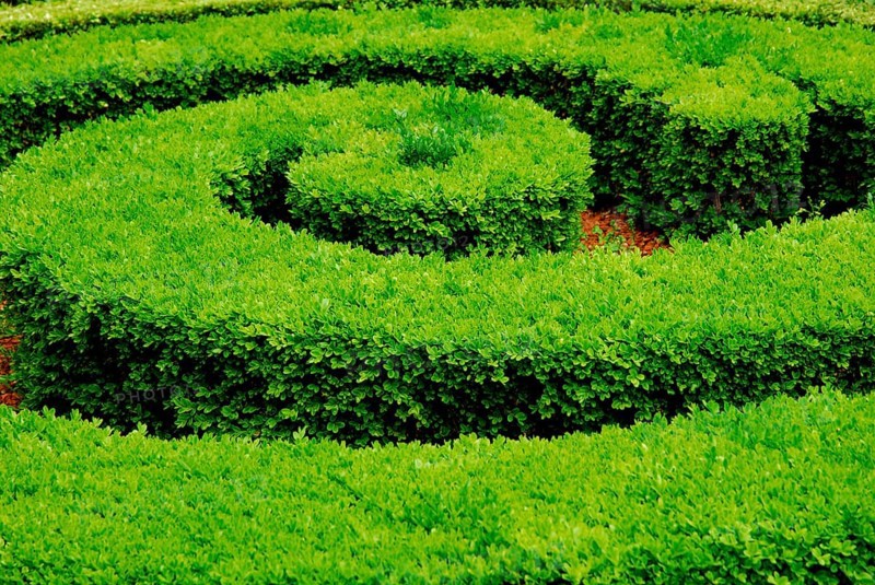 Common box-hedge, hedge, plants (Buxaceae), topiary