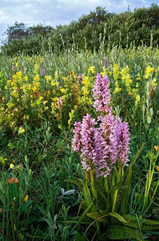 Spotted common spotted orchid (Dactylorhiza fuchsii) (Orchis fuchsii) in front of big rattlehead (Rhinanthus angustifolius) in meadow