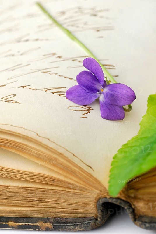Scented violet on book with old manuscript, March violet, Wood violet (Viola odorata)