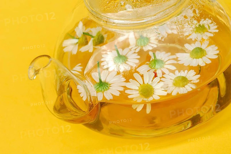 Pot with chamomile tea and chamomile flowers , German chamomile (Chamomilla recutita) (Matricaria recutita) (Matricaria chamomilla) teapot