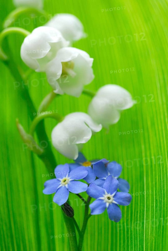 Forget-Me-Not (Covallaria majalis) and Lily of the Valley (Myosotis sylvatica) , Lily of the Valley