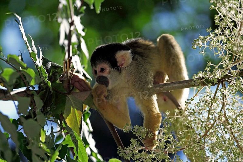 Common squirrel monkey (Saimiri sciureus)