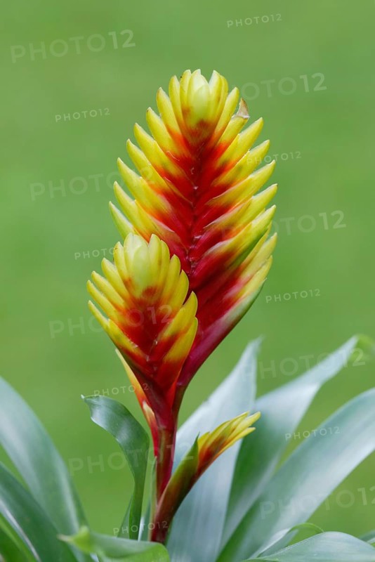 Flaming Sword (Vriesea psittacina), Flammendes Schwert, Blumen, flowers, Zierpflanzen, ornamental plants, Ananasgewaechse (Bromeliaceae), gelb, yellow, rot, red, Hochformat, vertical