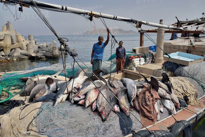 Fishermen with countless sharks on their boat, Mirbat, Dhofar Region, Oman, Asia