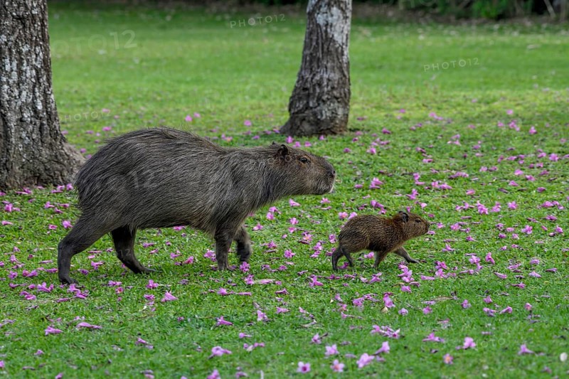 Capybara (Hydrochoerus hydrochaeris) with young animal, Cambyretá, Esteros del Iberá, Corrientes Province, Argentina, South America