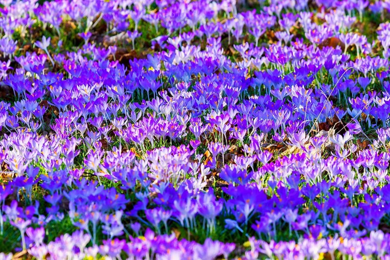 Spring bloomers in the Great Garden