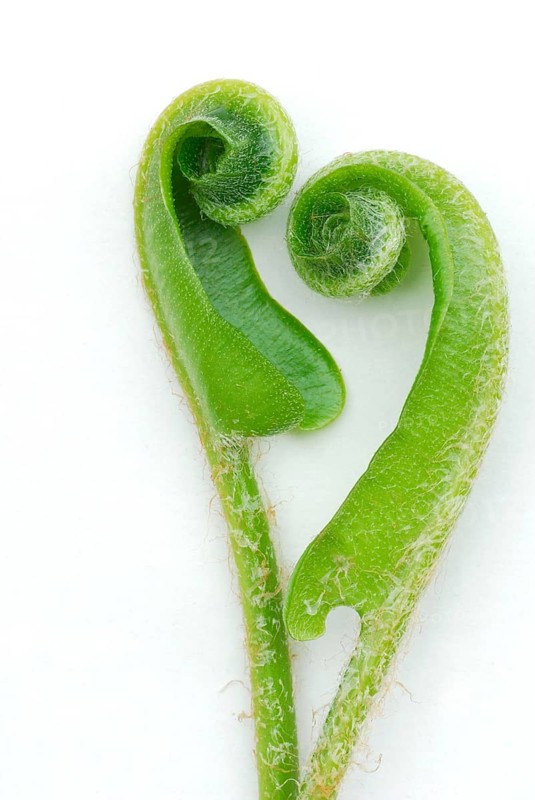 Asplenium scolopendriumunrolling leaves (Phyllitis scolopendrium, Asplenium scolopendrium) () , deer tongue