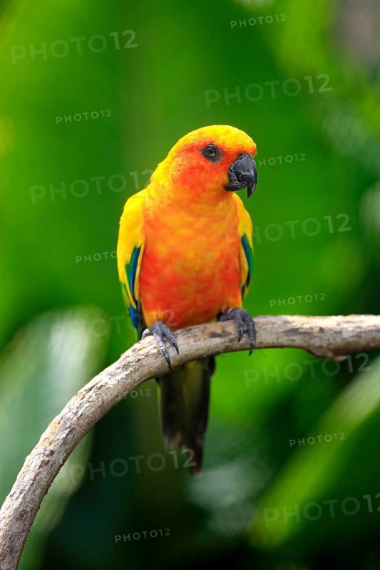 Sun Conure or Sun Parakeet (Aratinga solstitialis)