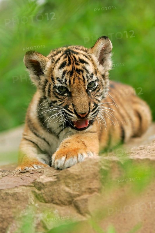 Sumatran tiger (Panthera tigris sumatrae), young
