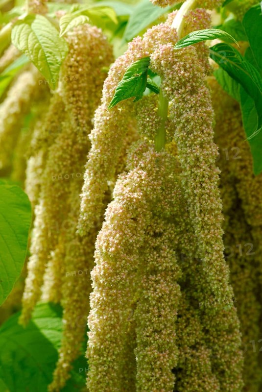 Garden foxtail( Amaranthus caudatus) , Real foxtail, Amaranth