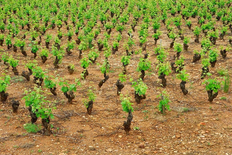Vineyard, vines, vine, vines, Beaujolais, France, Europe