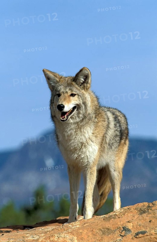 Coyote (Canis latrans), Utah, USA, North America