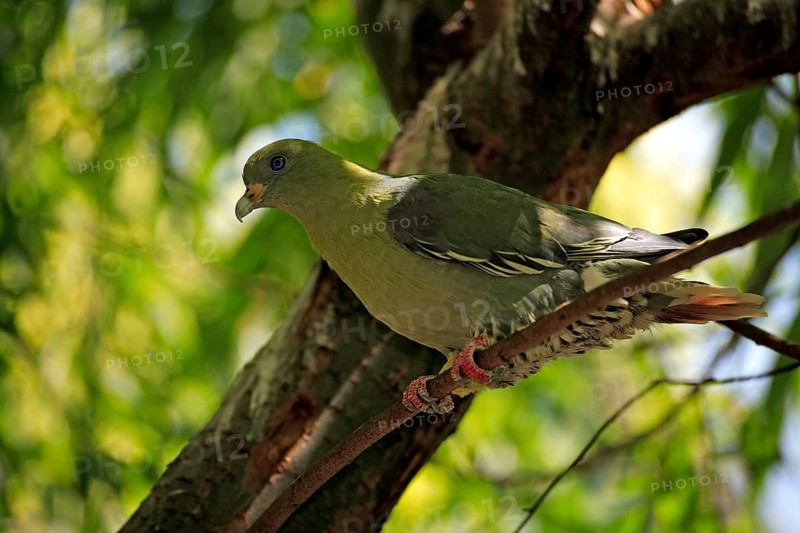 African Green Pigeon (Treron calva)