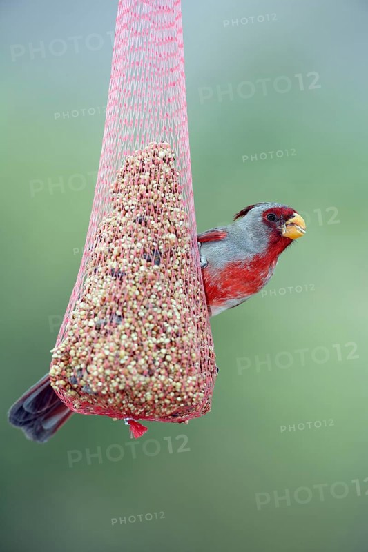 Pyrrhuloxia (Cardinalis sinuatus), male at feeding station, Sonora Desert, Arizona, USA (Pyrrhuloxia sinuatus)