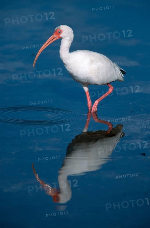 White Ibis (Eudocimus albus), Sanibel Island, Florida, USA, Schneesichler, Sanibel Island, Florida, USA /, North America