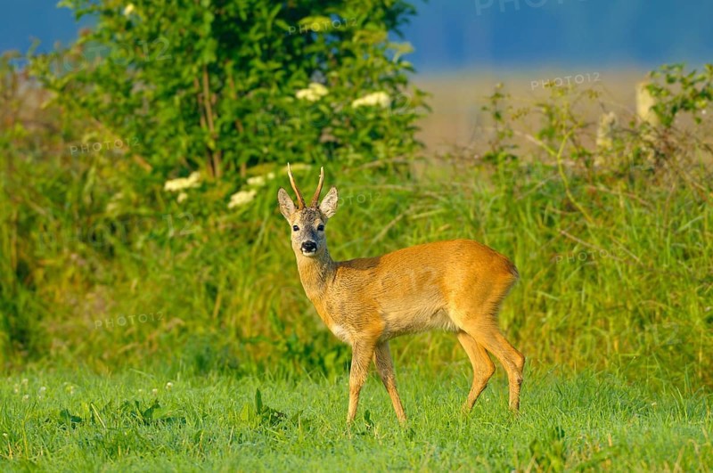 Roebuck, Dingdener Heide nature reserve, North Rhine-Westphalia, Germany, Europe