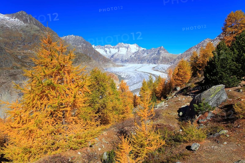 Great Aletsch Glacier and tub horns, European larch, Valais, Switzerland, Europe