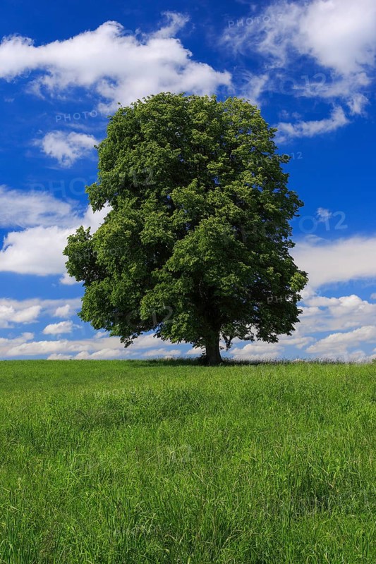 Lime tree, Zurich Oberland, Switzerland, Europe