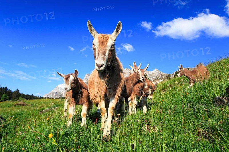 House goats on the alp, goat, goats, females and young animals, Alpstein massif, Appenzell, Switzerland, Europe