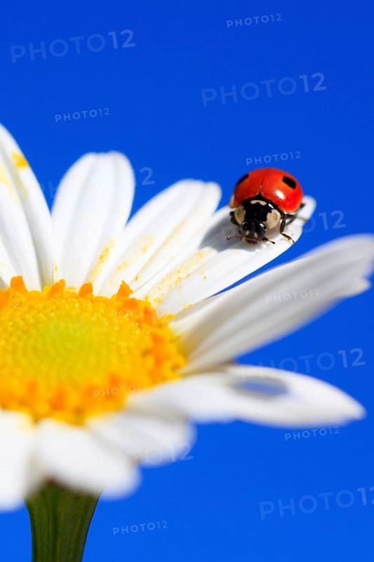 Seven-spott ladybird in a meadow daisy ( ( Coccinella septempunctata) Chrysanthemum leucanthemum, Leucanthemum vulgare) , Switzerland, Europe