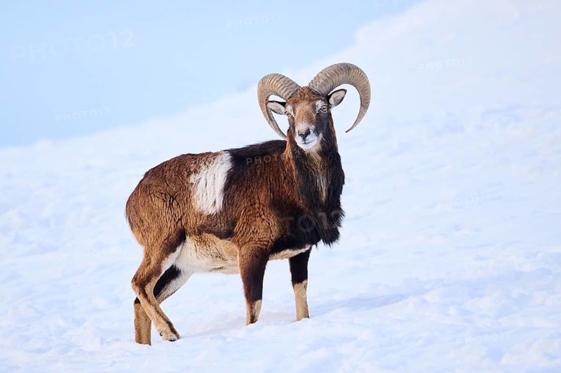 European mouflon (Ovis aries musimon) ram on a snowy meadow in the mountains in tirol, Kitzbühel, Wildpark Aurach, Austria, Europe