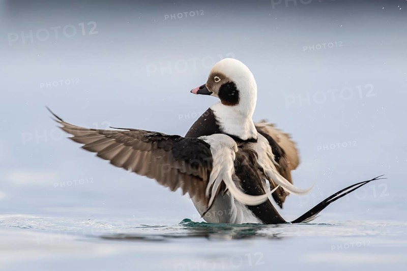 Long-tailed duck (Clangula hyemalis), male in splendid plumage with outstretched wings, Batsfjord, Båtsfjord, Varanger Peninsula, Finnmark, Northern Norway, Norway, Europe