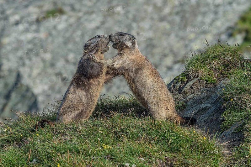 Two Alpine Marmots (Marmota marmota), fighting, Großglockner, National Park Hohe Tauern, Austria, Europe