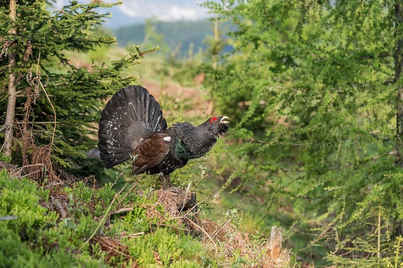 Western capercaillie (Tetrao urogallus) courting, Kalkalpen National Park, Upper Austria, Austria, Europe