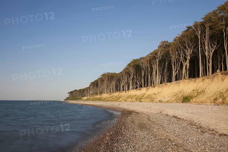 Beech trees, shaped by strong sea winds, at Ghost Wood, Gespensterwald along the Baltic Sea beach at Nienhagen, Mecklenburg-Vorpommern, Germany, Europe
