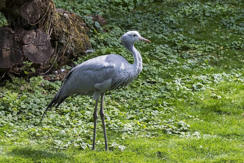 Blue crane, Stanley crane, paradise crane (Grus paradisea) national bird of South Africa