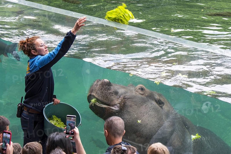Zoo visitors watching female zookeeper feeding swimming hippo (Hippopotamus amphibius) at the ZooParc de Beauval, zoological park in France