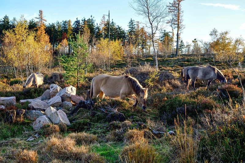 Konik horses, backbred forest tarpan (Equus islandicus), Schliffkopf, Black Forest National Park, near Baiersbronn, Freudenstadt district, Baden-Württemberg, Germany, Europe