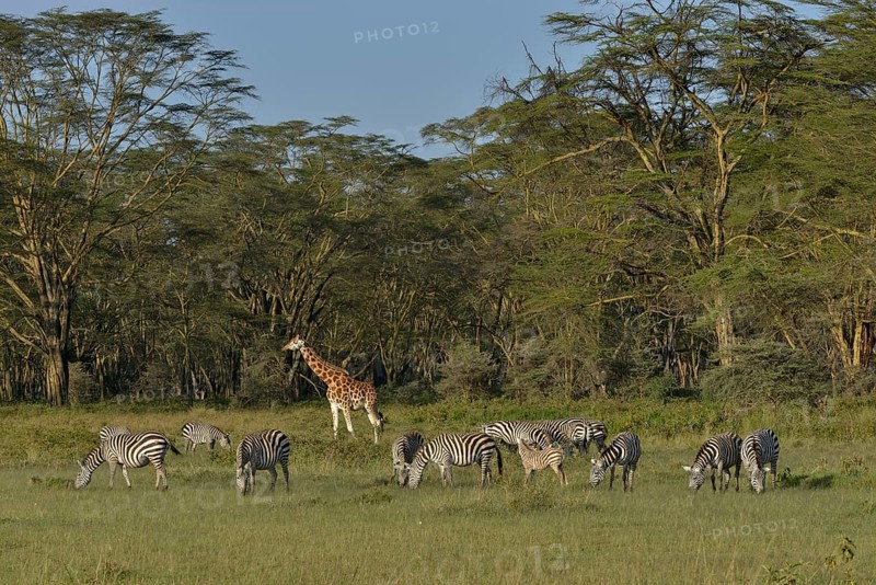 Rothschild Giraffe or Ugandan Giraffe (Giraffa camelopardalis rothschildi) and Grant's Zebras (Equus quagga boehmi), Lake Nakuru National Park, near Nakuru, Rift Valley Province, Kenya, Africa