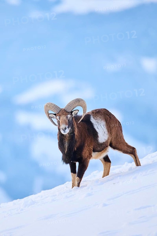 European mouflon (Ovis aries musimon) ram on a snowy meadow in the mountains in tirol, Kitzbühel, Wildpark Aurach, Austria, Europe